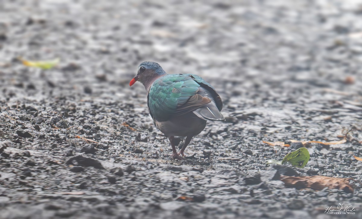 Asian Emerald Dove - ML642113945