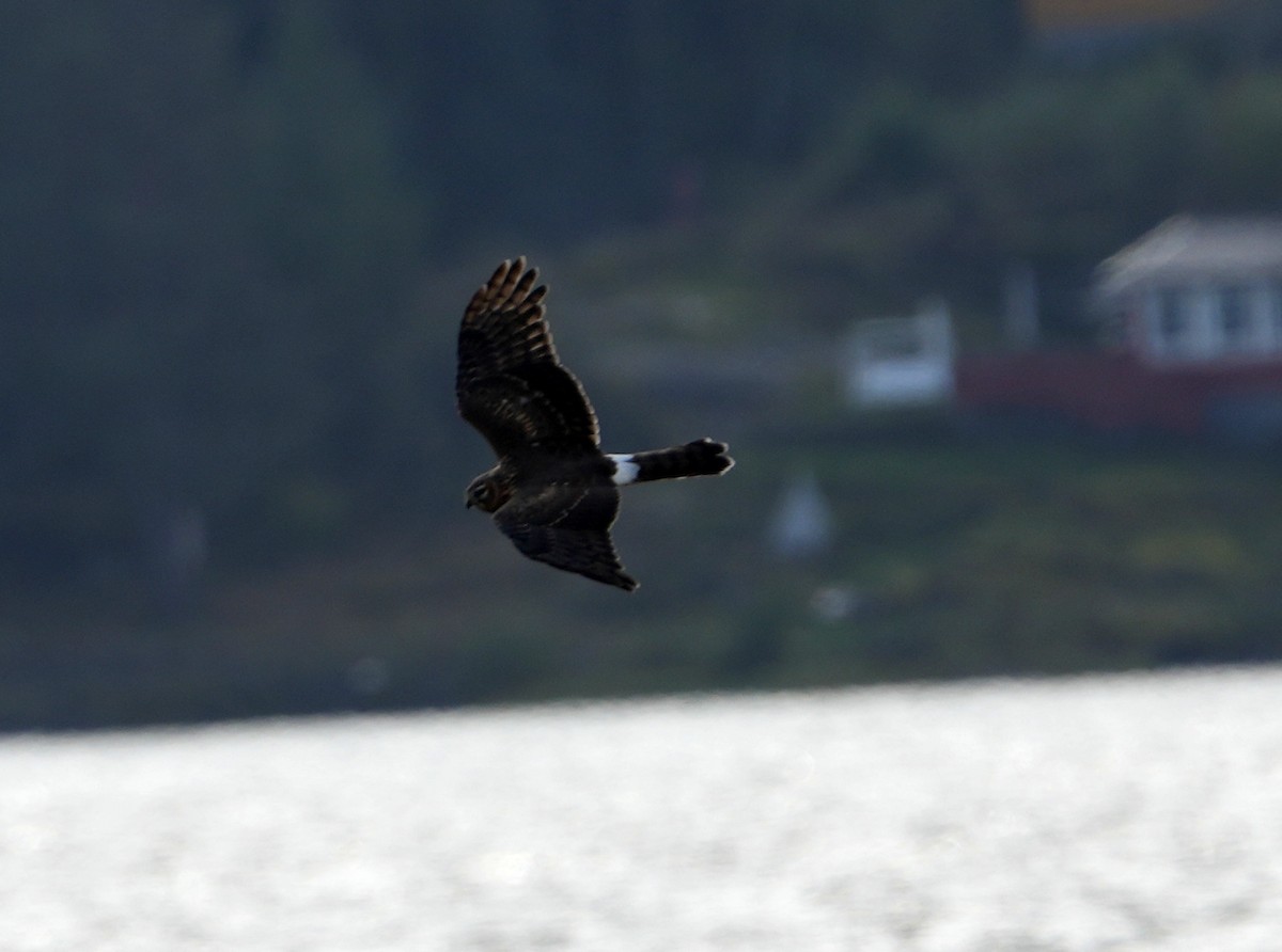 Hen Harrier - ML642113951