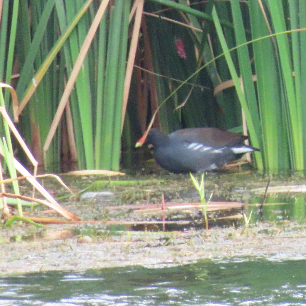 Common Gallinule - ML642113955