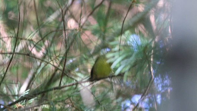 Connecticut Warbler - ML642113960