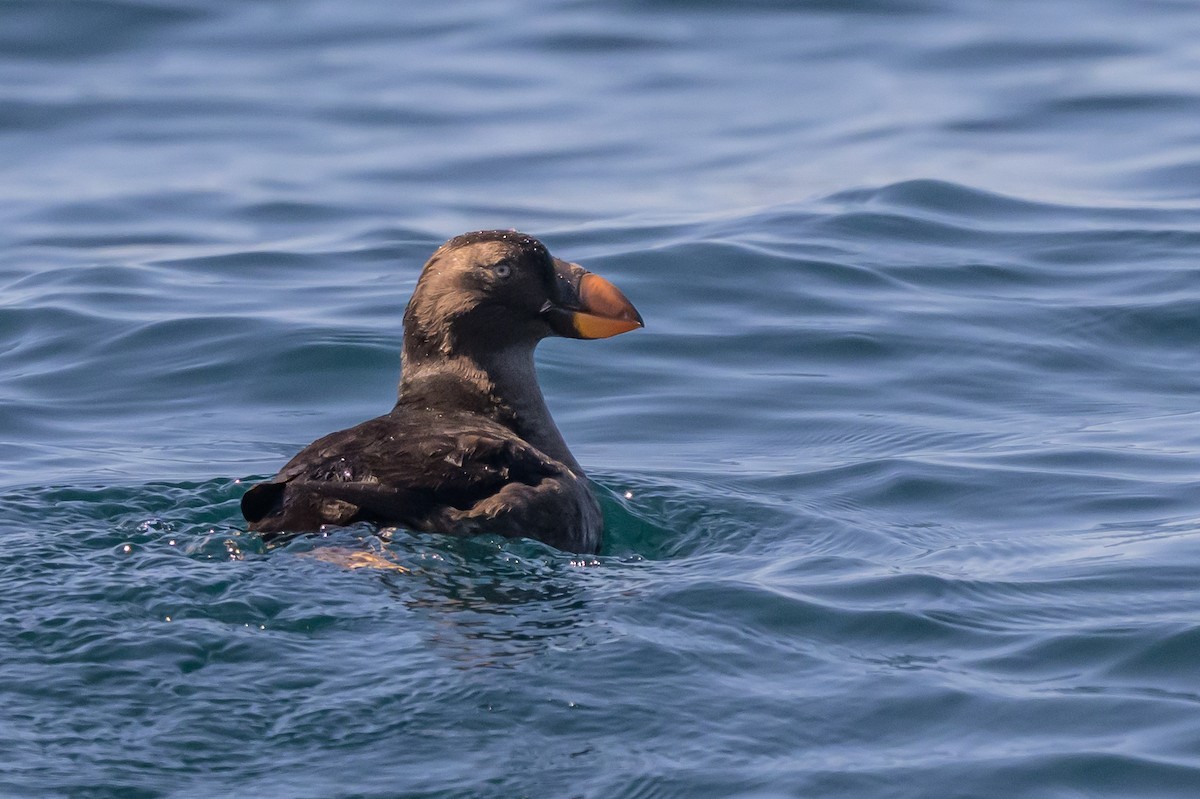 Tufted Puffin - ML642113982