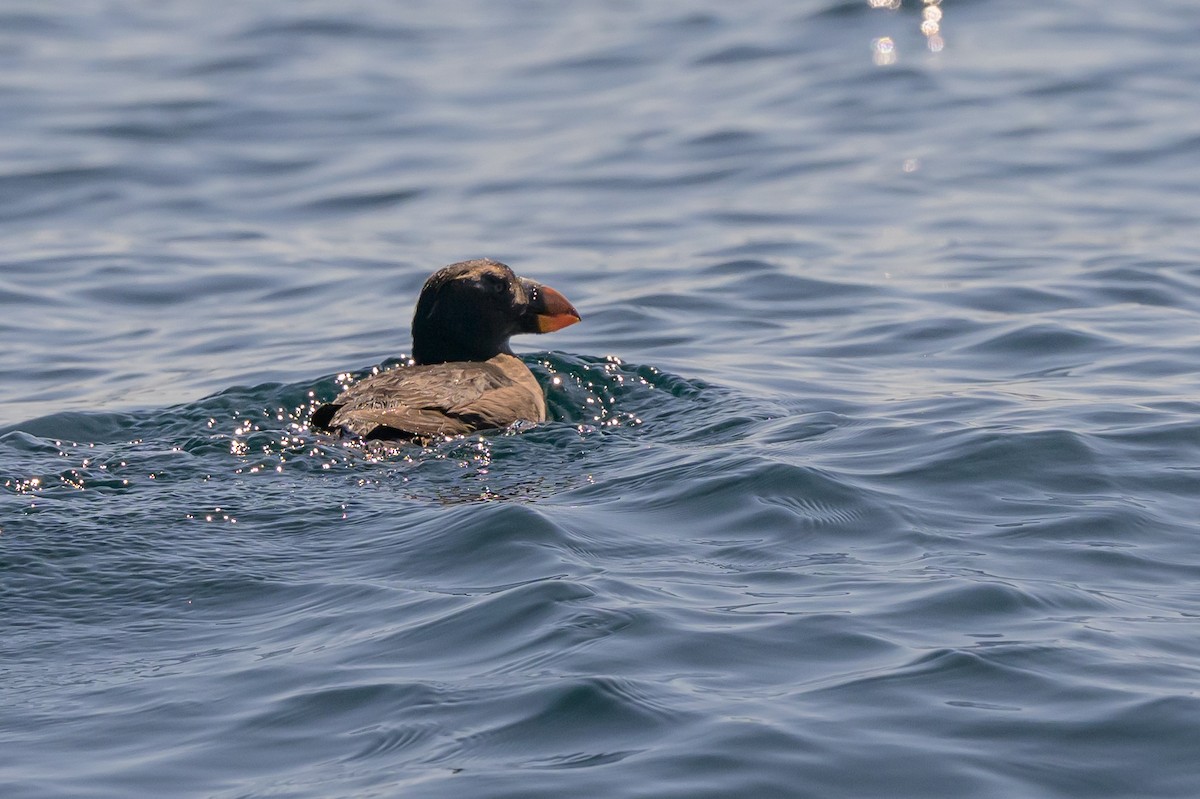 Tufted Puffin - ML642113983