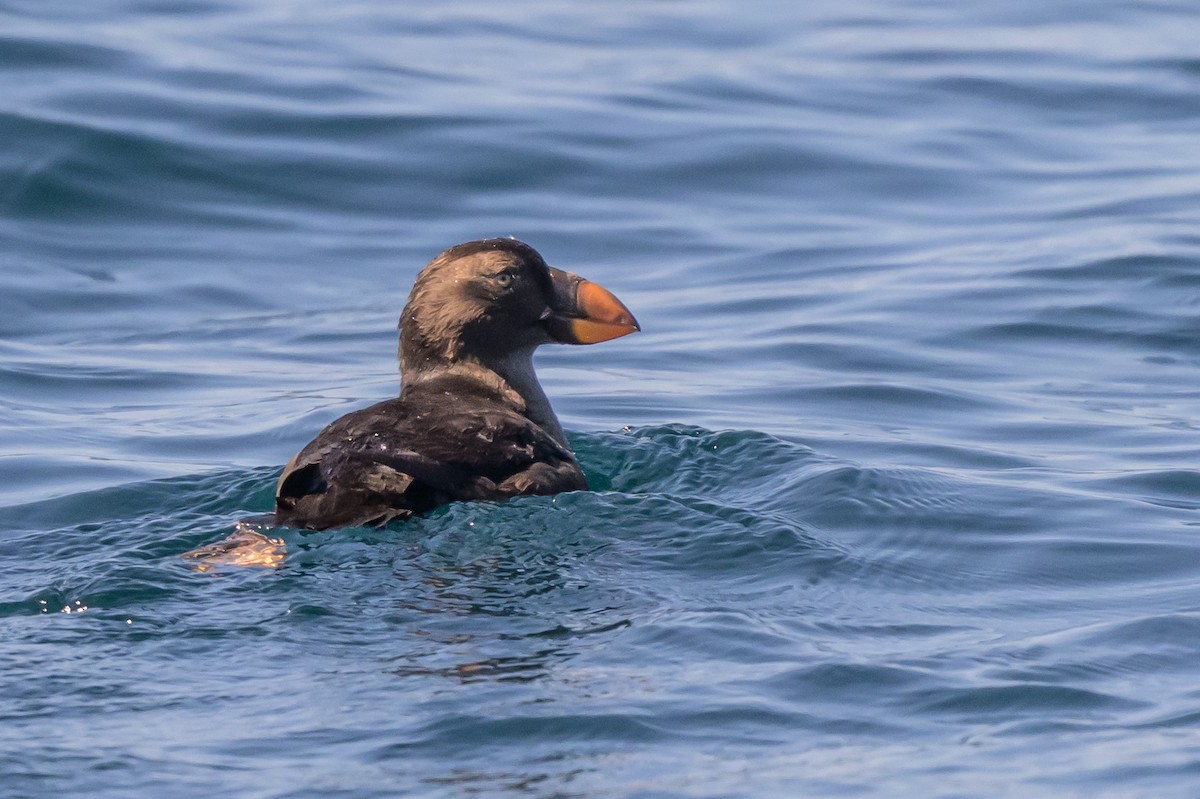 Tufted Puffin - ML642113984