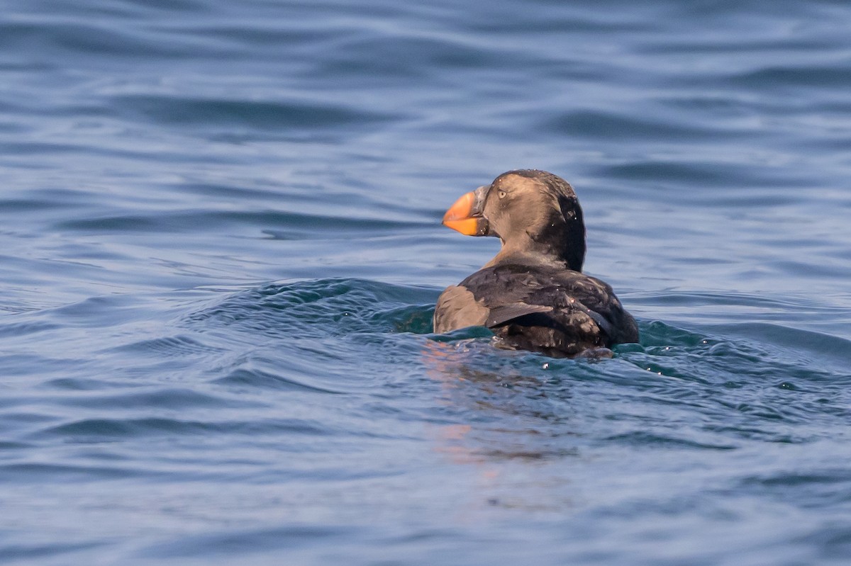 Tufted Puffin - ML642113986