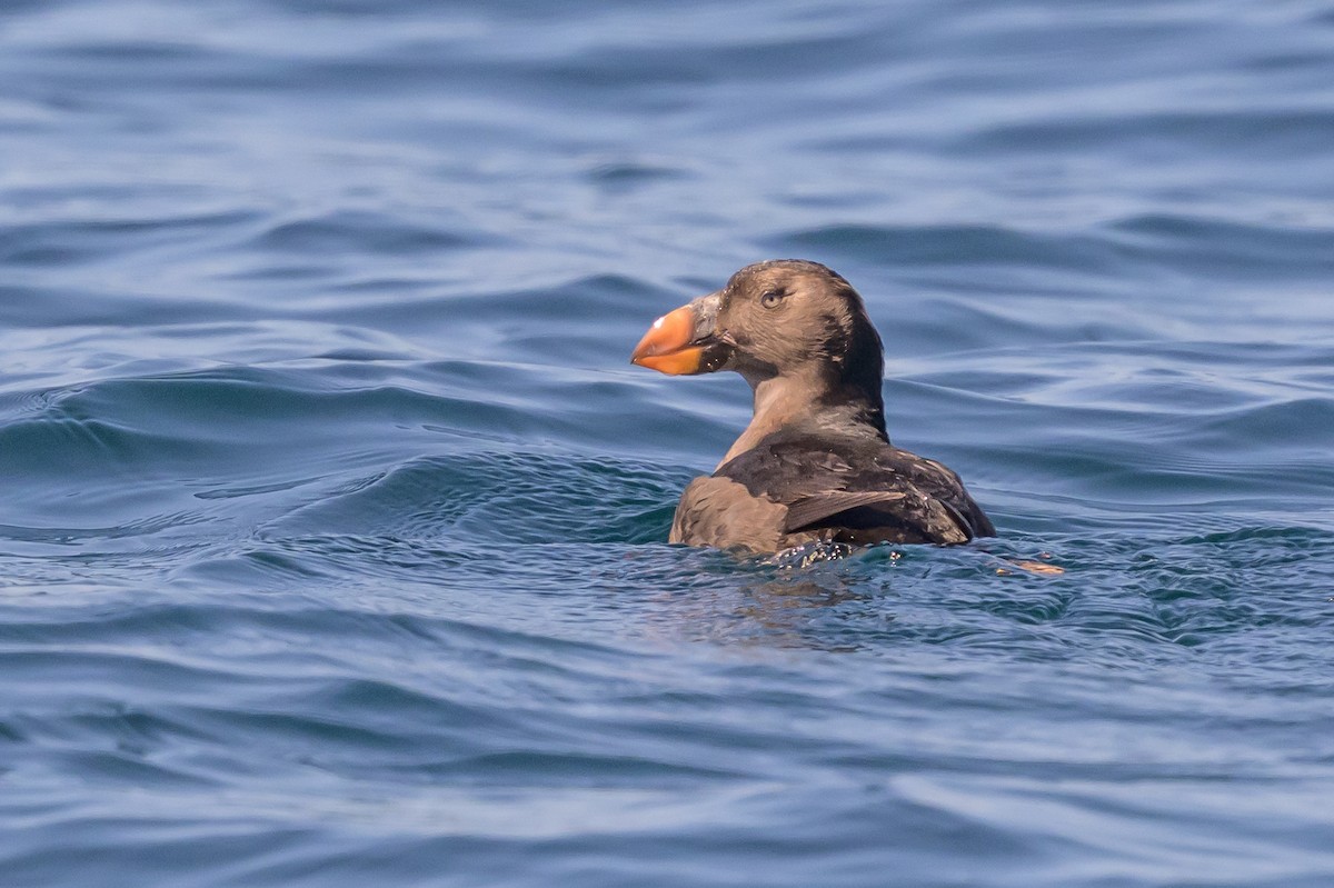 Tufted Puffin - ML642113987