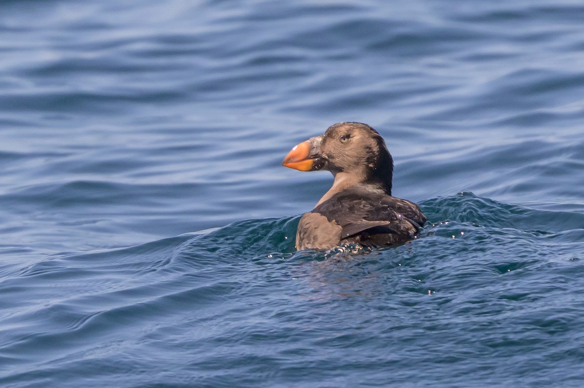 Tufted Puffin - ML642113988