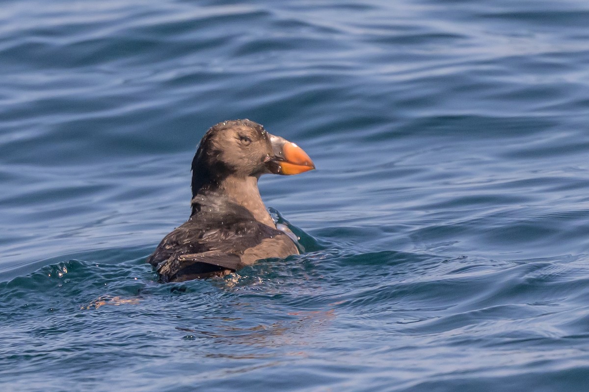 Tufted Puffin - ML642113989