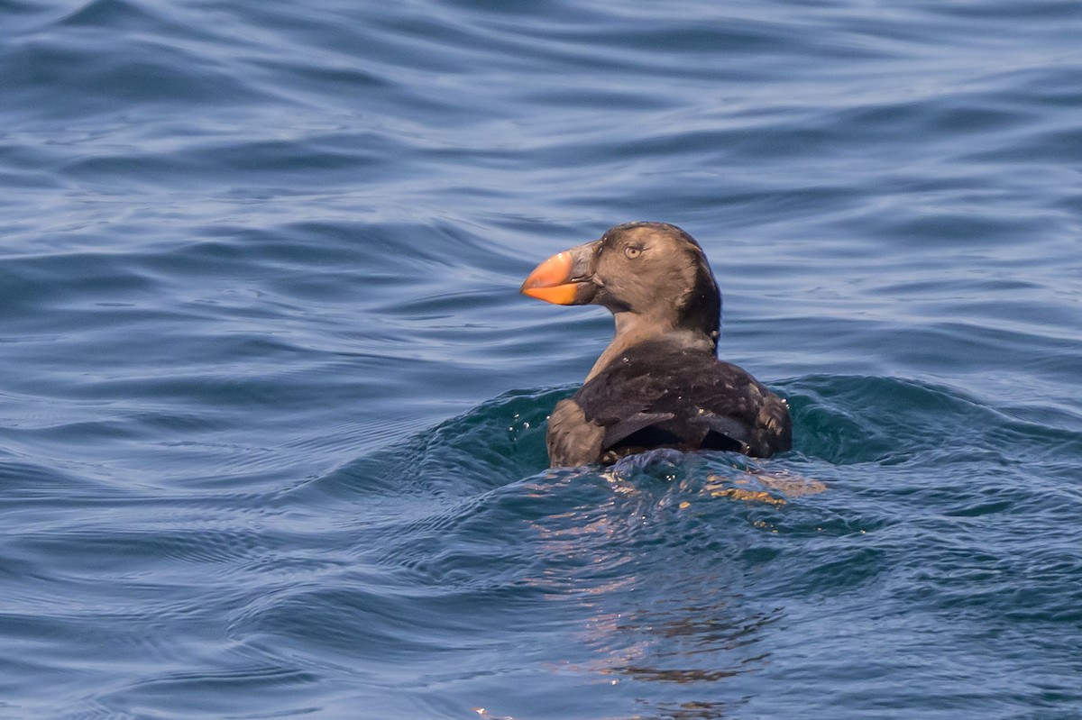 Tufted Puffin - ML642113990