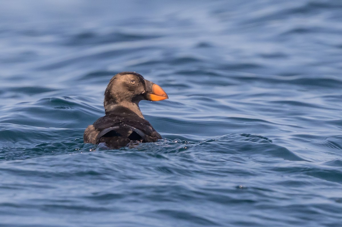 Tufted Puffin - ML642113991