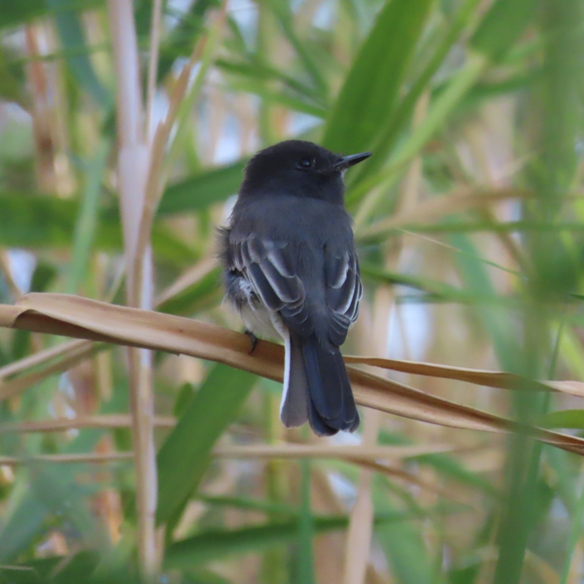 Black Phoebe - ML642114008