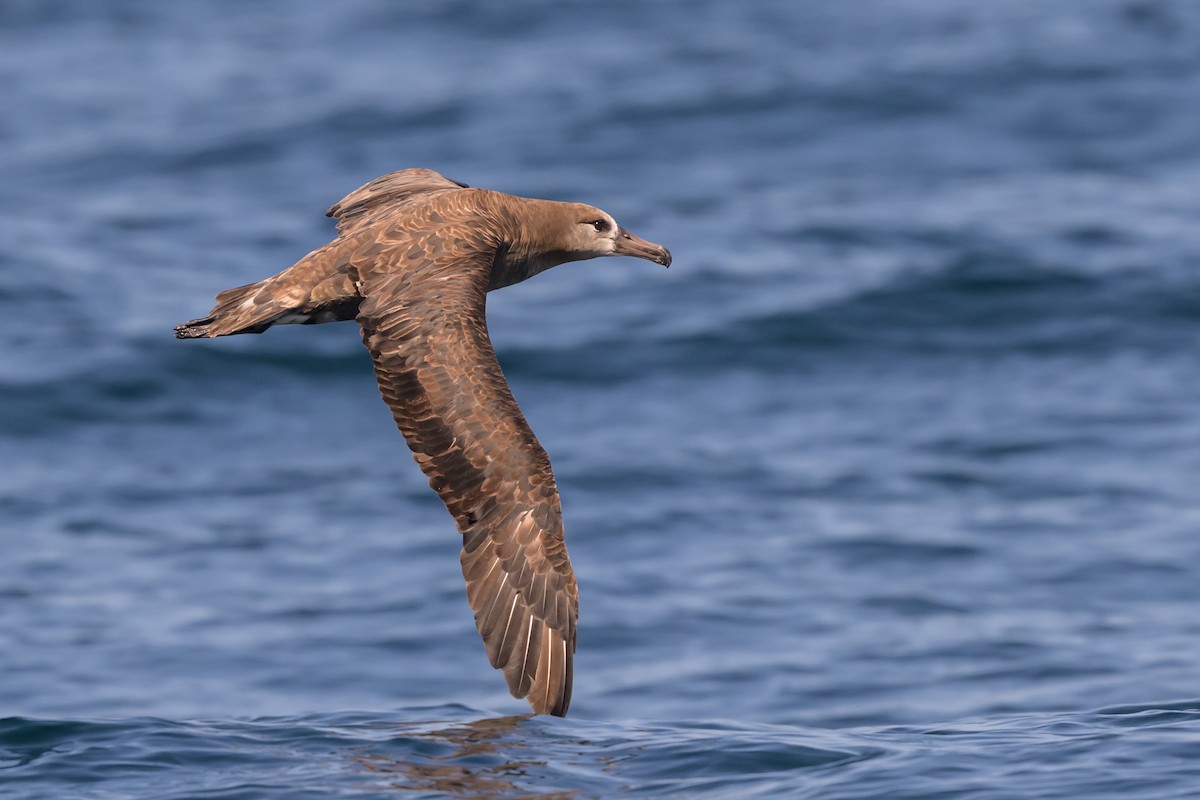 Black-footed Albatross - ML642114010