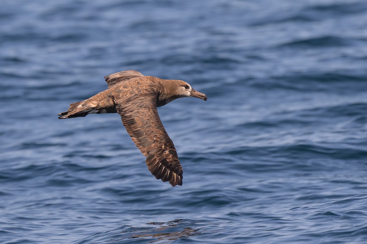 Black-footed Albatross - ML642114011