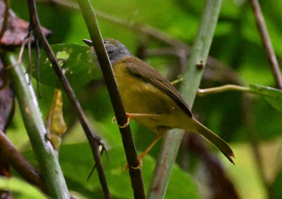 White-lored Warbler - ML642114063