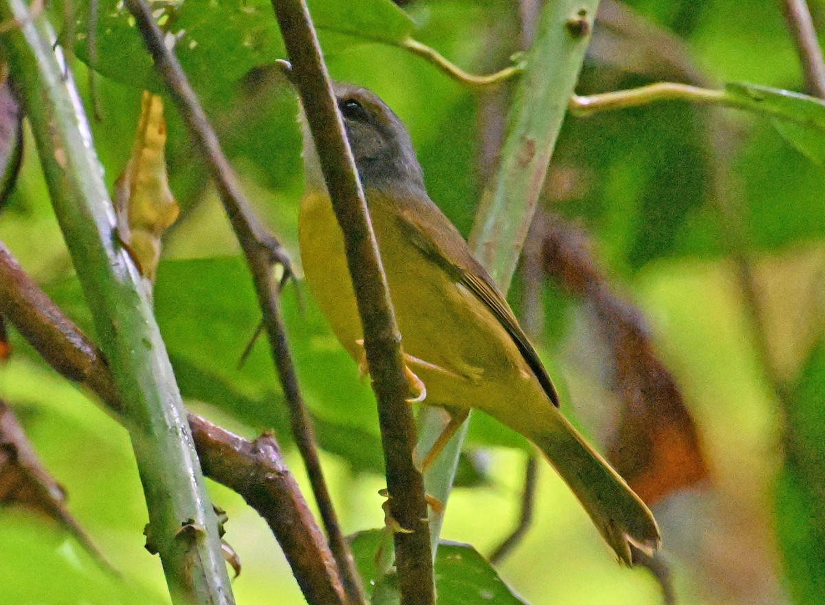 White-lored Warbler - ML642114064