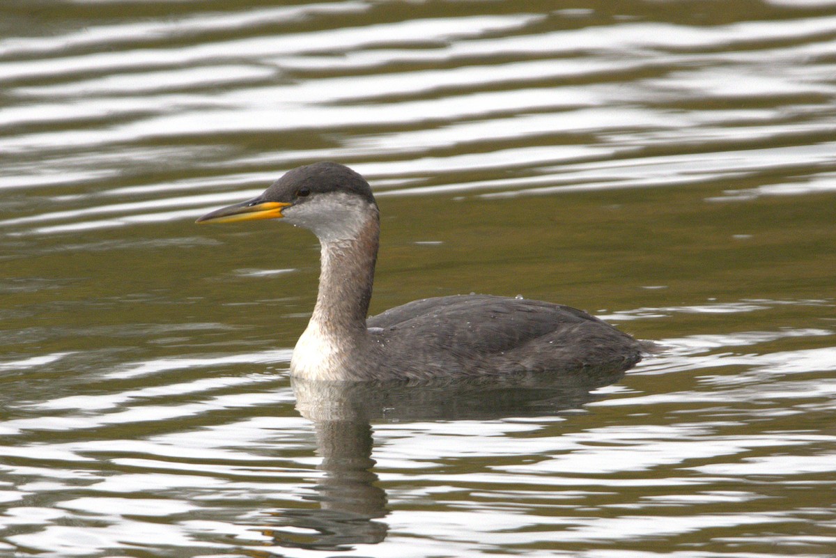 Red-necked Grebe - ML642114065