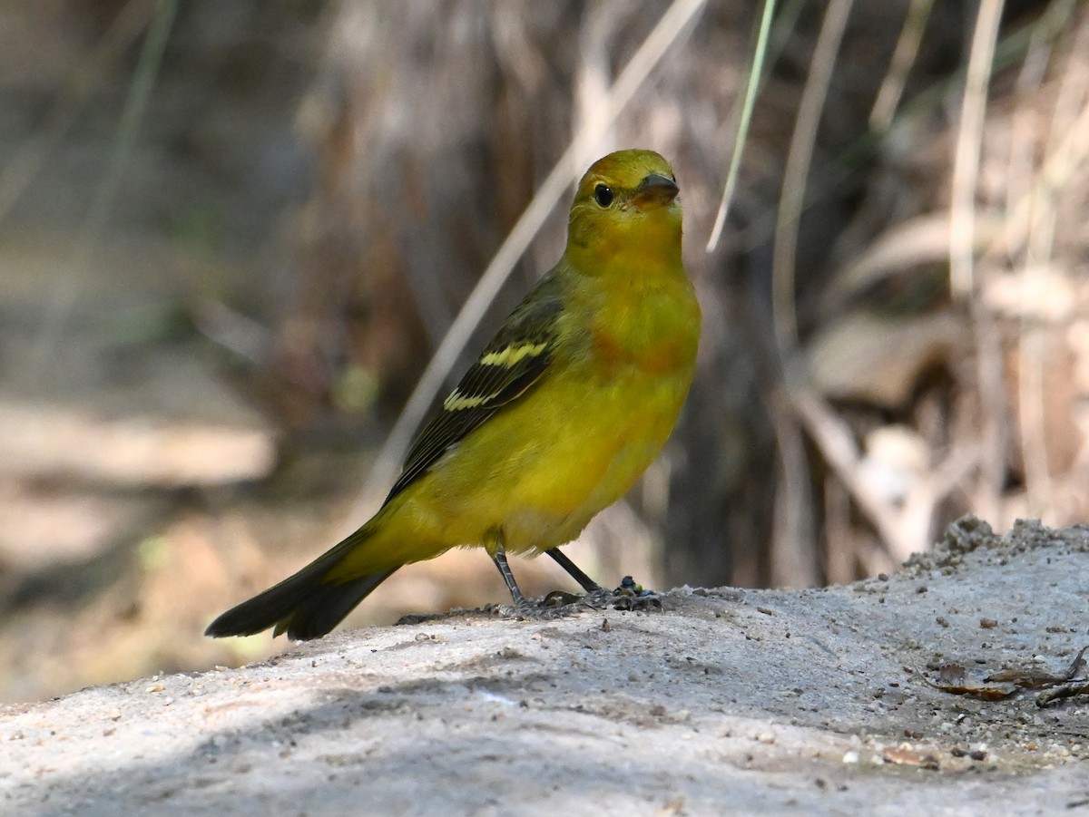 Western Tanager - ML642114067