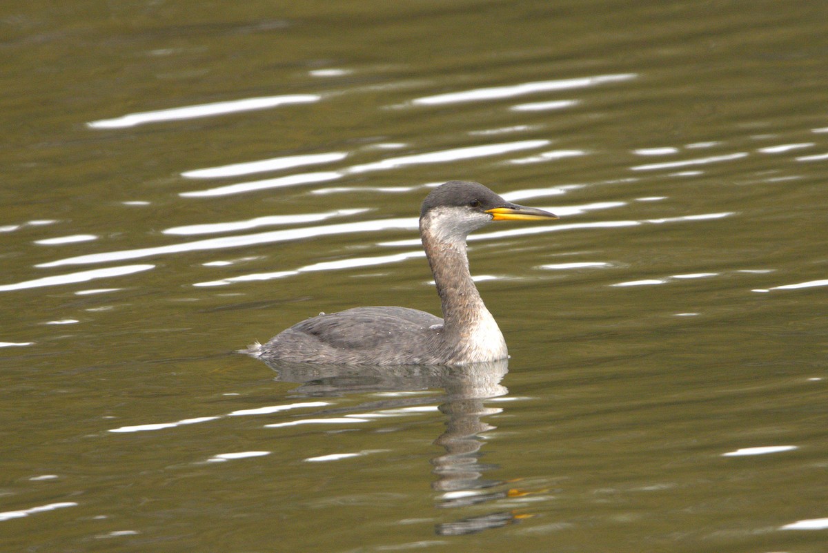 Red-necked Grebe - ML642114068