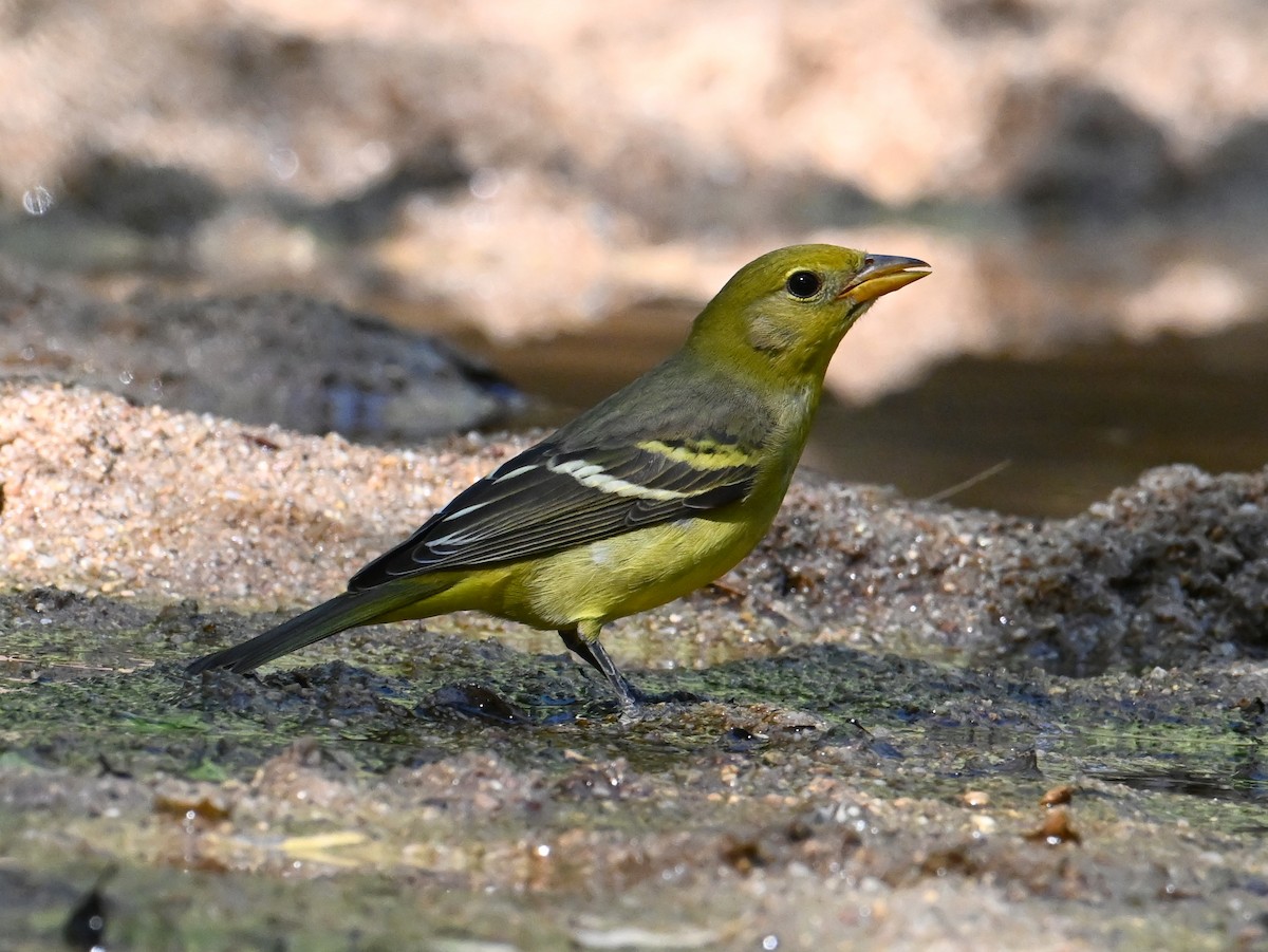 Western Tanager - ML642114069
