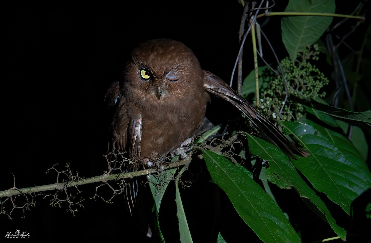 Oriental Scops-Owl - ML642114073