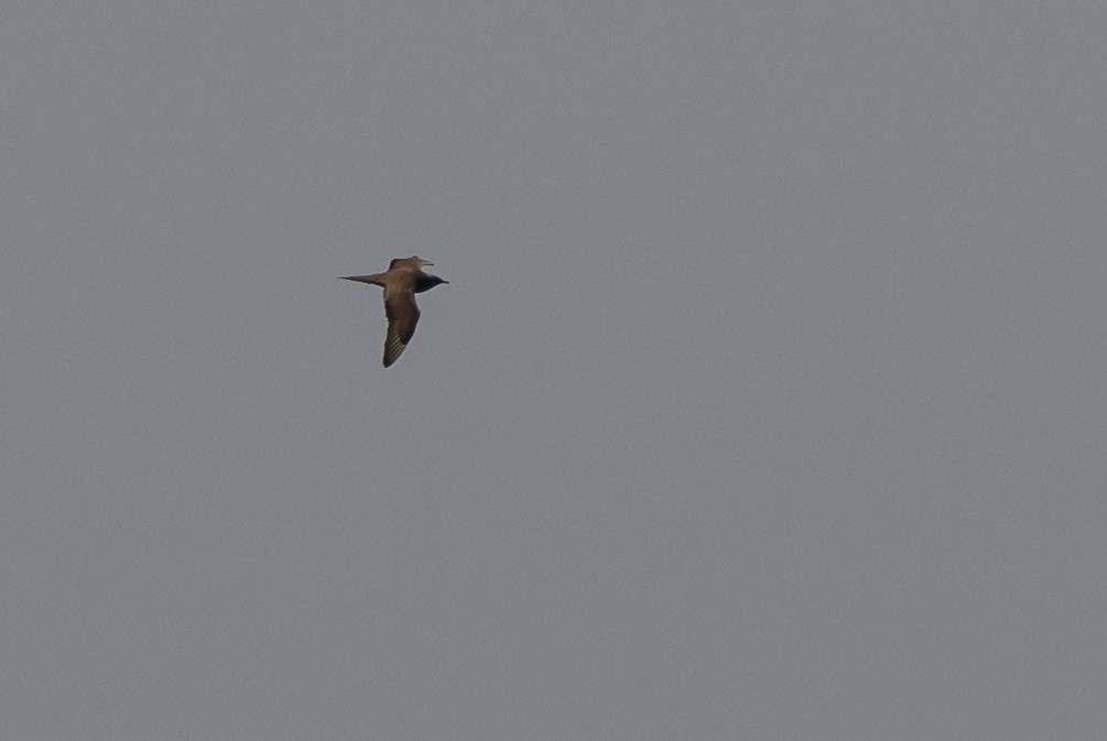 Parasitic Jaeger - ML642114081
