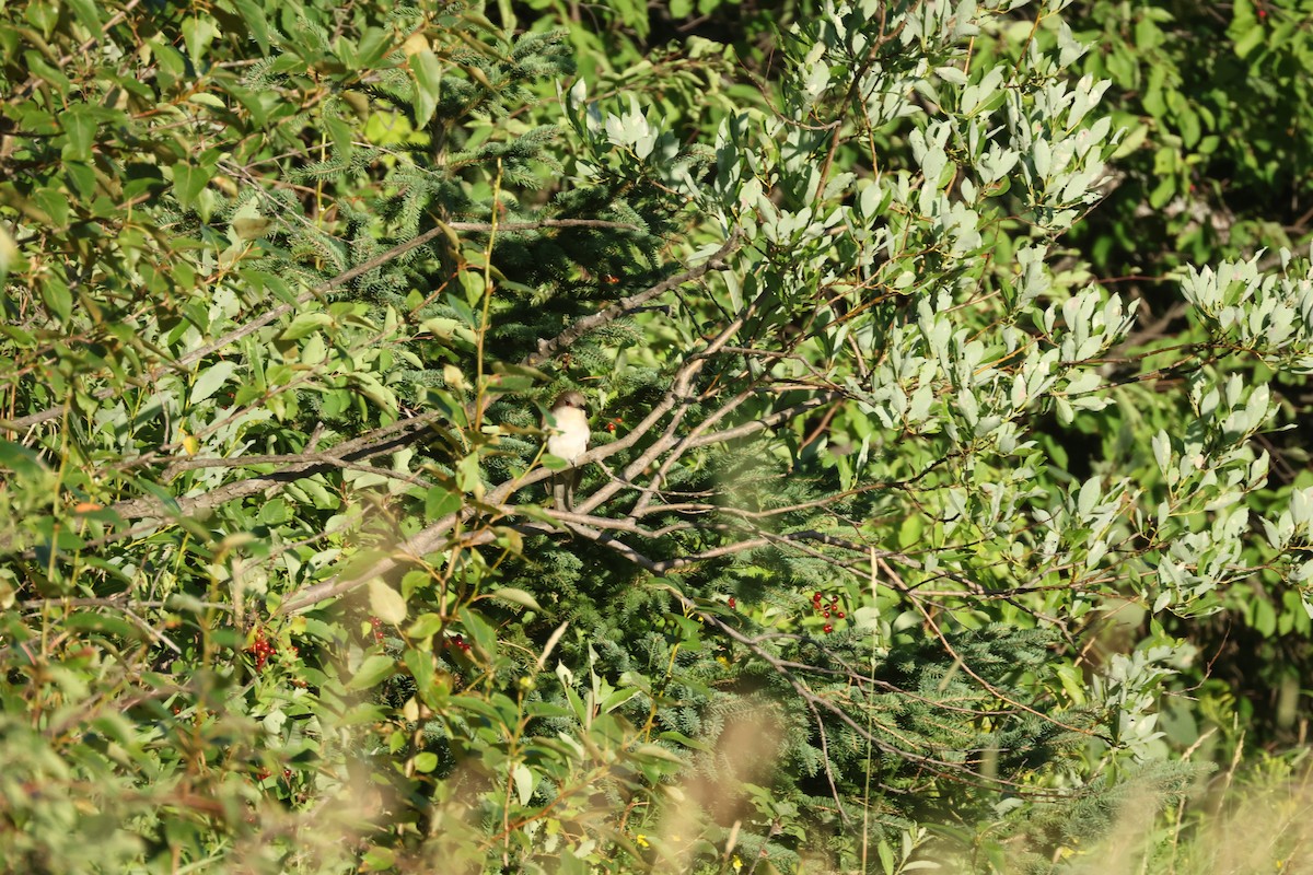 Black-billed Cuckoo - ML642114085