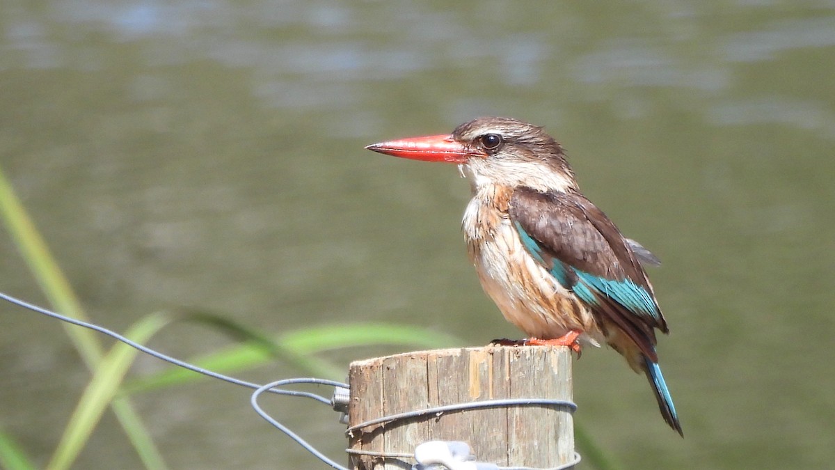 Brown-hooded Kingfisher - ML642114090