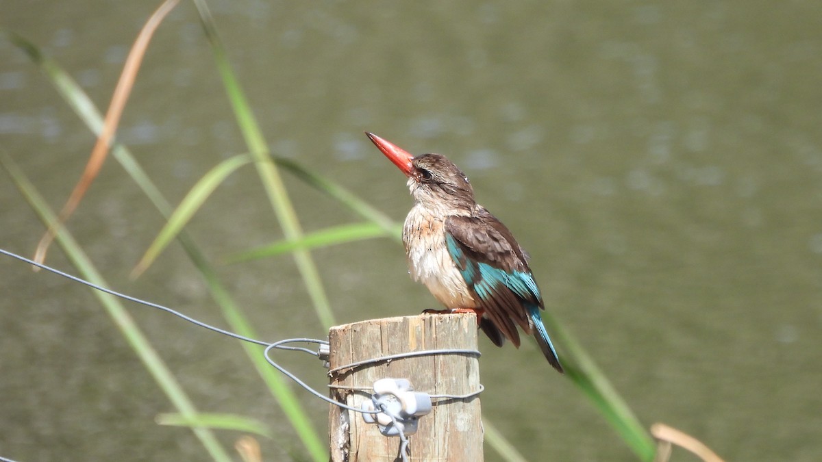 Brown-hooded Kingfisher - ML642114091