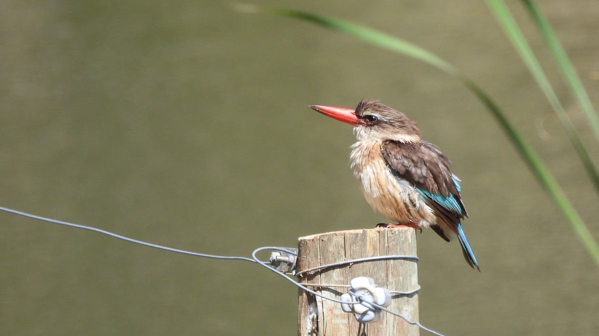 Brown-hooded Kingfisher - ML642114092