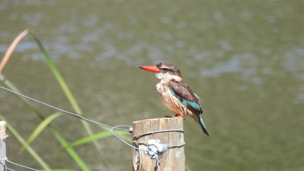 Brown-hooded Kingfisher - ML642114093
