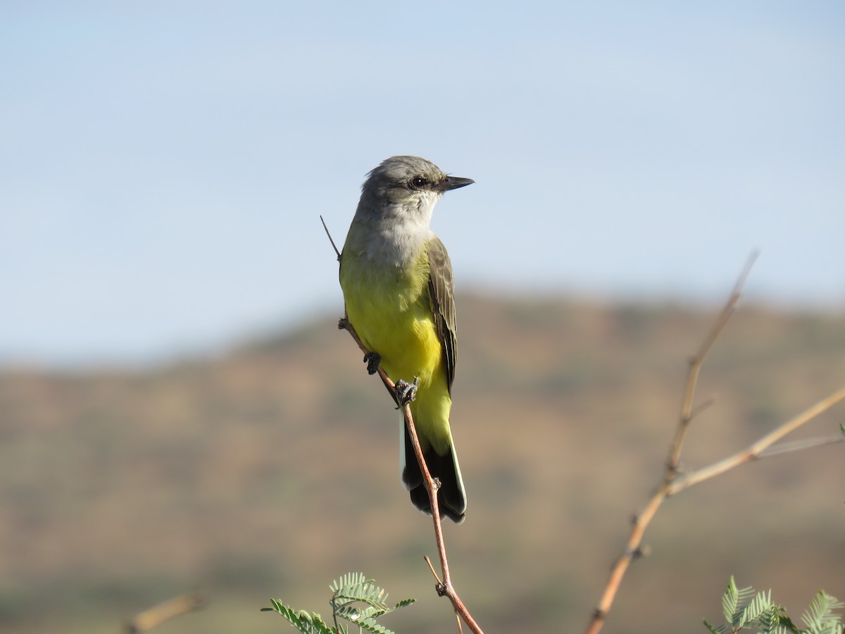 Western Kingbird - ML642114102