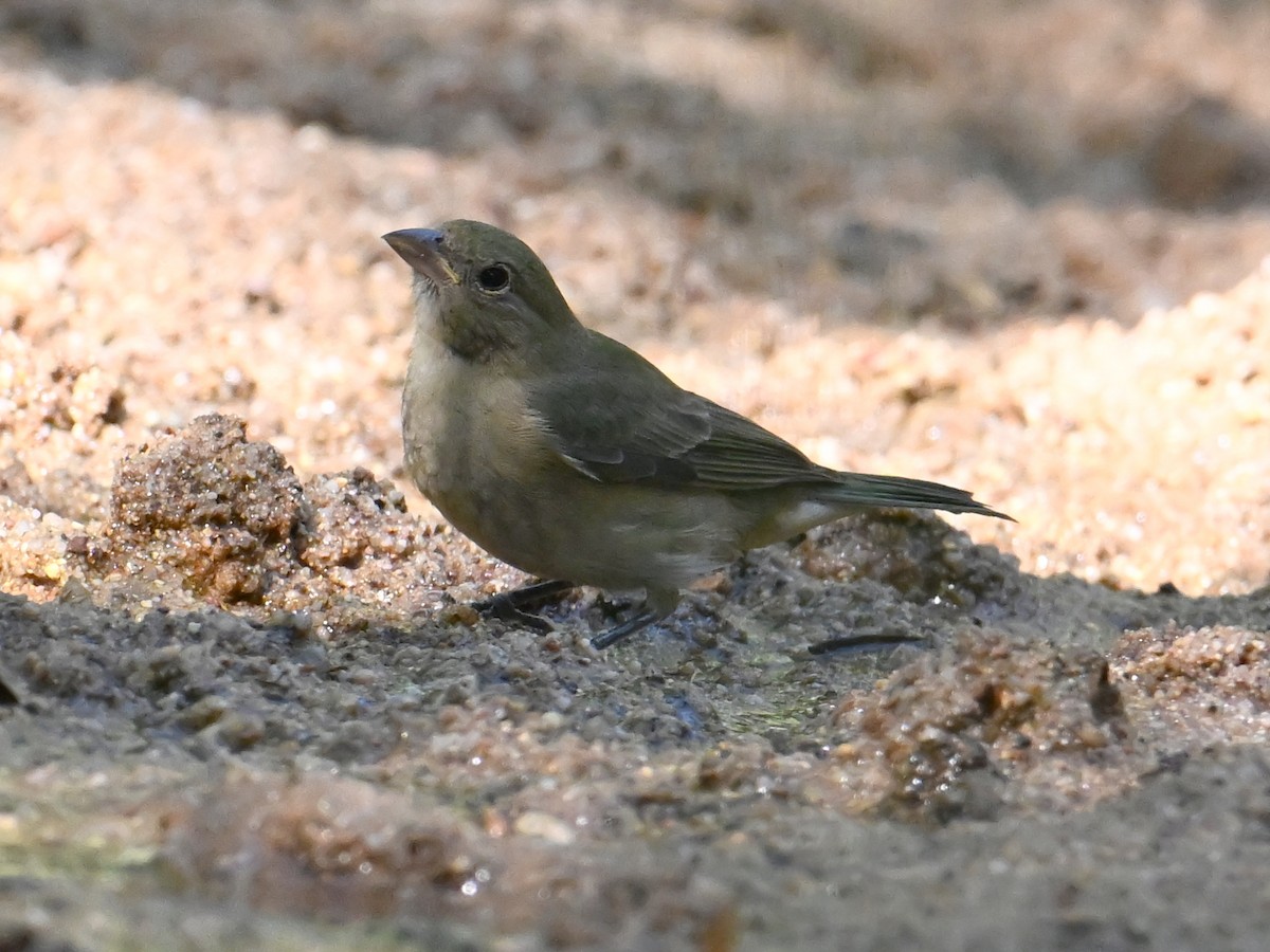 Painted Bunting - ML642114105