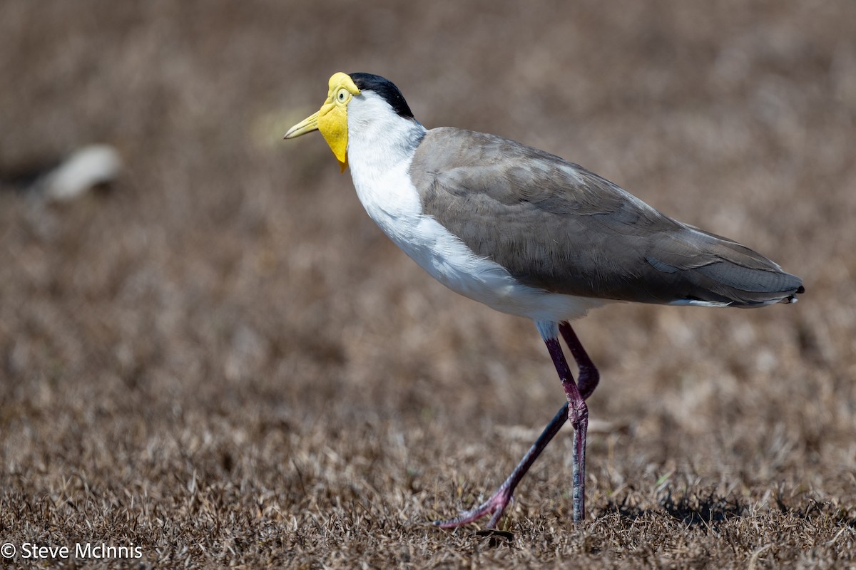 Masked Lapwing - ML642114108