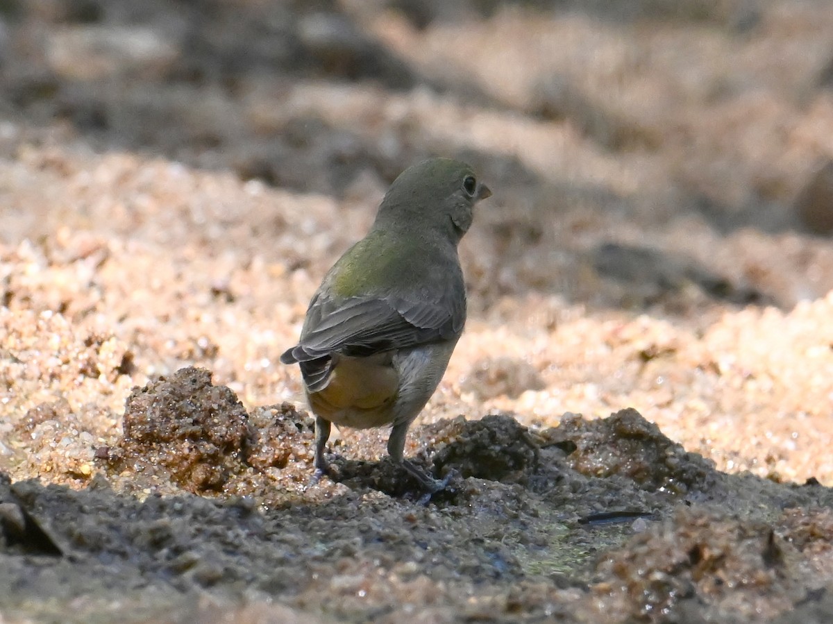 Painted Bunting - ML642114110