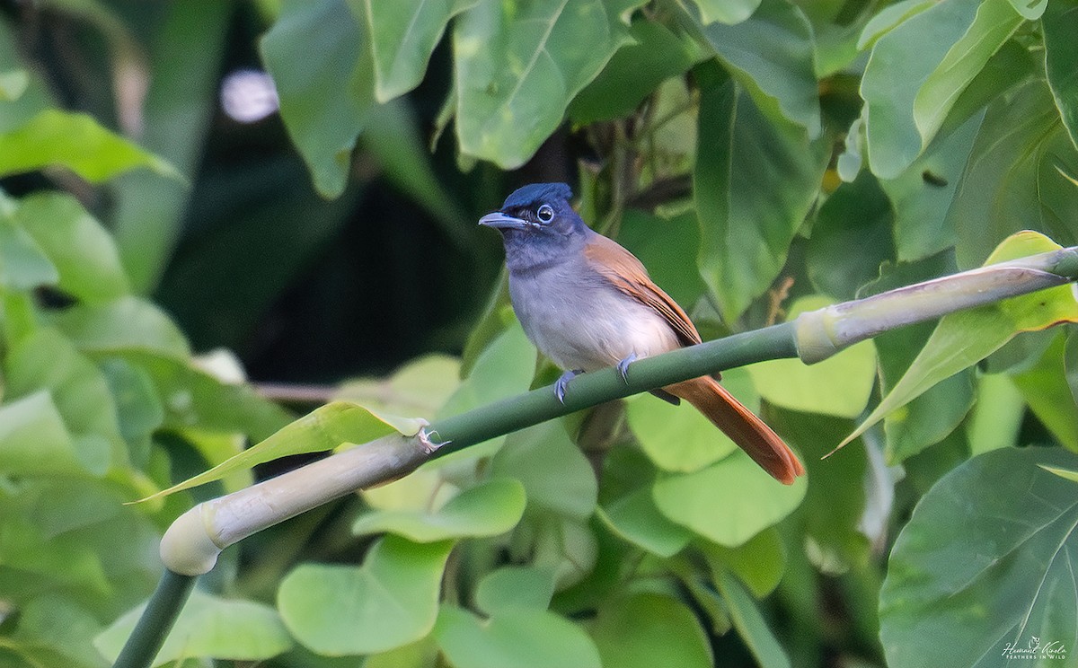 Blyth's Paradise-Flycatcher - ML642114119