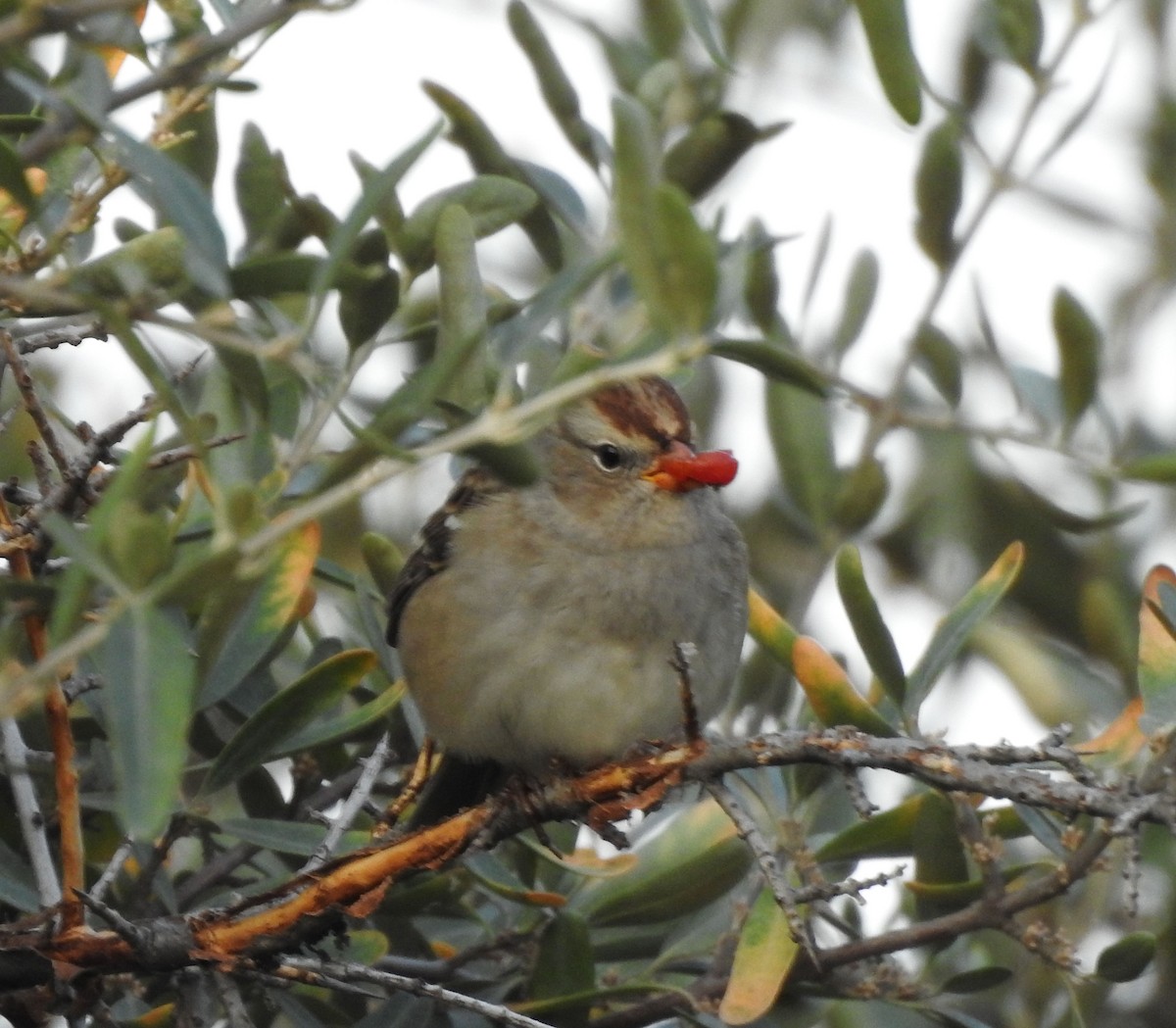 White-crowned Sparrow (Gambel's) - ML642114120
