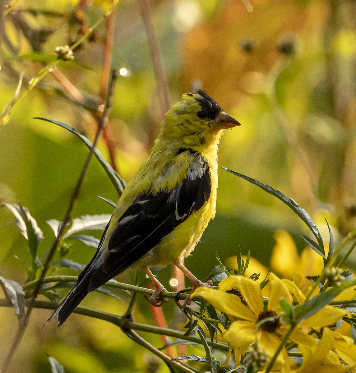 American Goldfinch - ML642114121