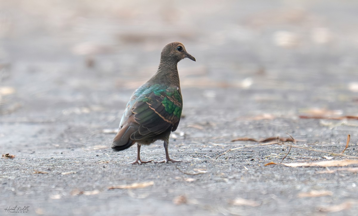 Asian Emerald Dove - ML642114127