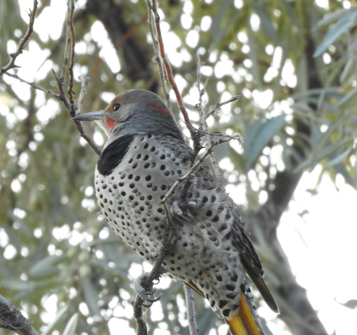 Northern Flicker (Yellow-shafted x Red-shafted) - ML642114131