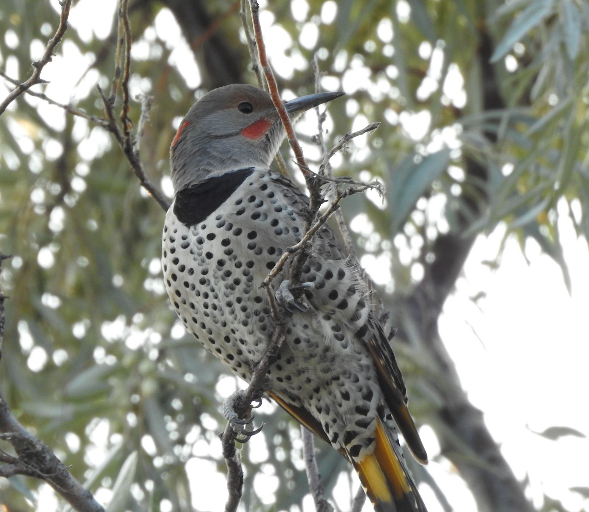 Northern Flicker (Yellow-shafted x Red-shafted) - ML642114132