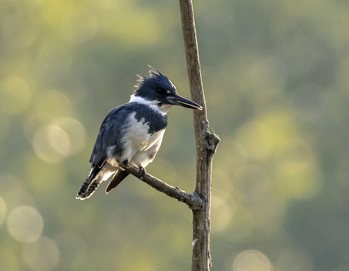 Belted Kingfisher - ML642114134