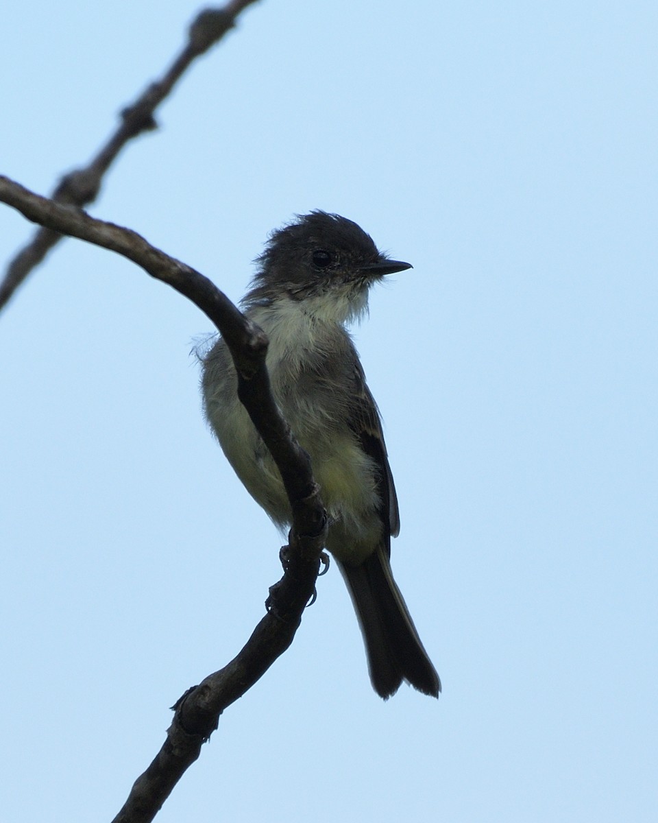 Eastern Phoebe - ML642114136