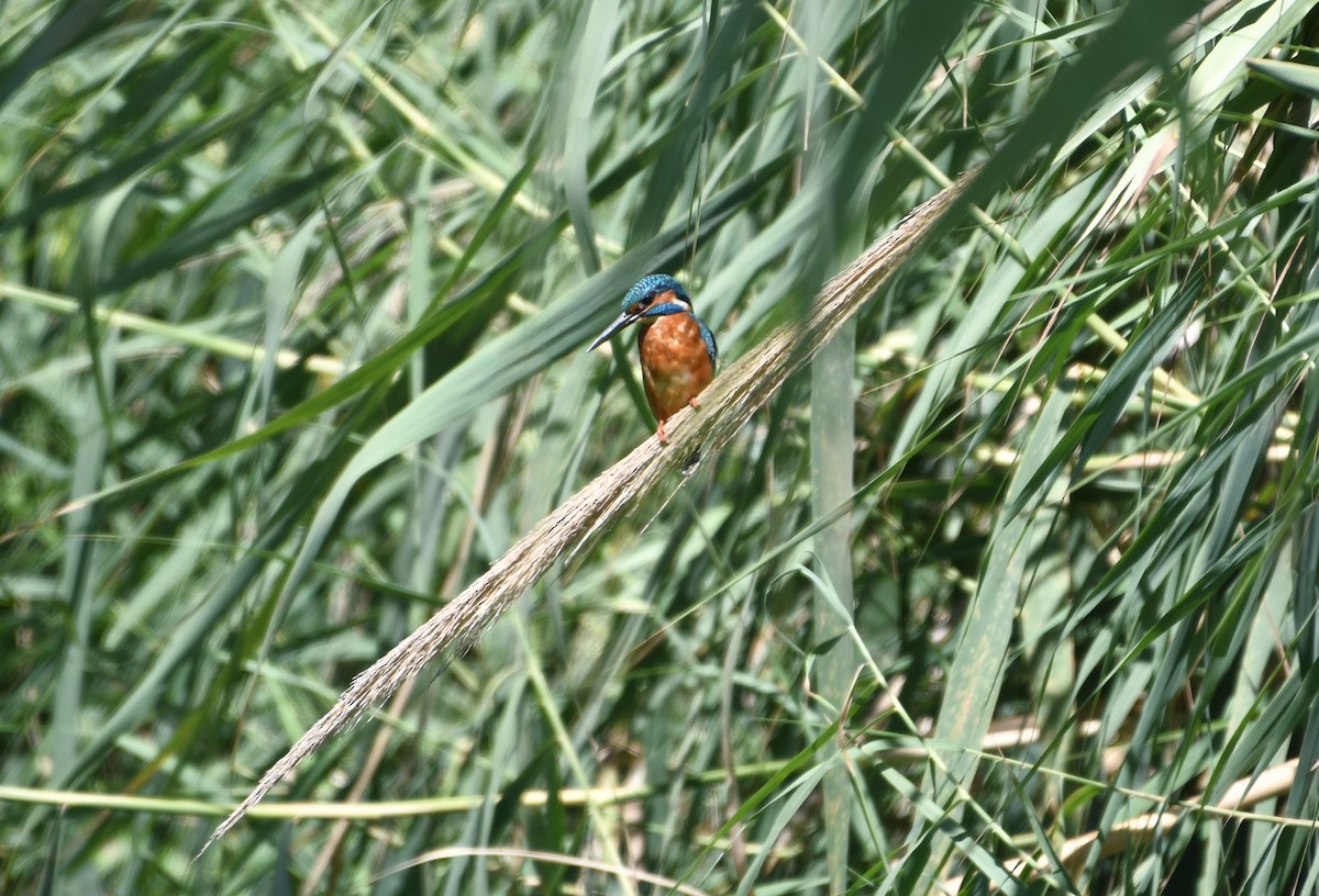 Common Kingfisher - ML642114141