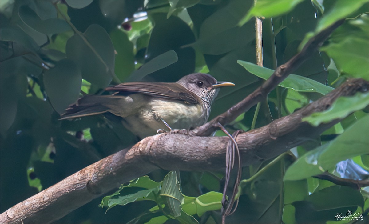 Nicobar Bulbul - ML642114142