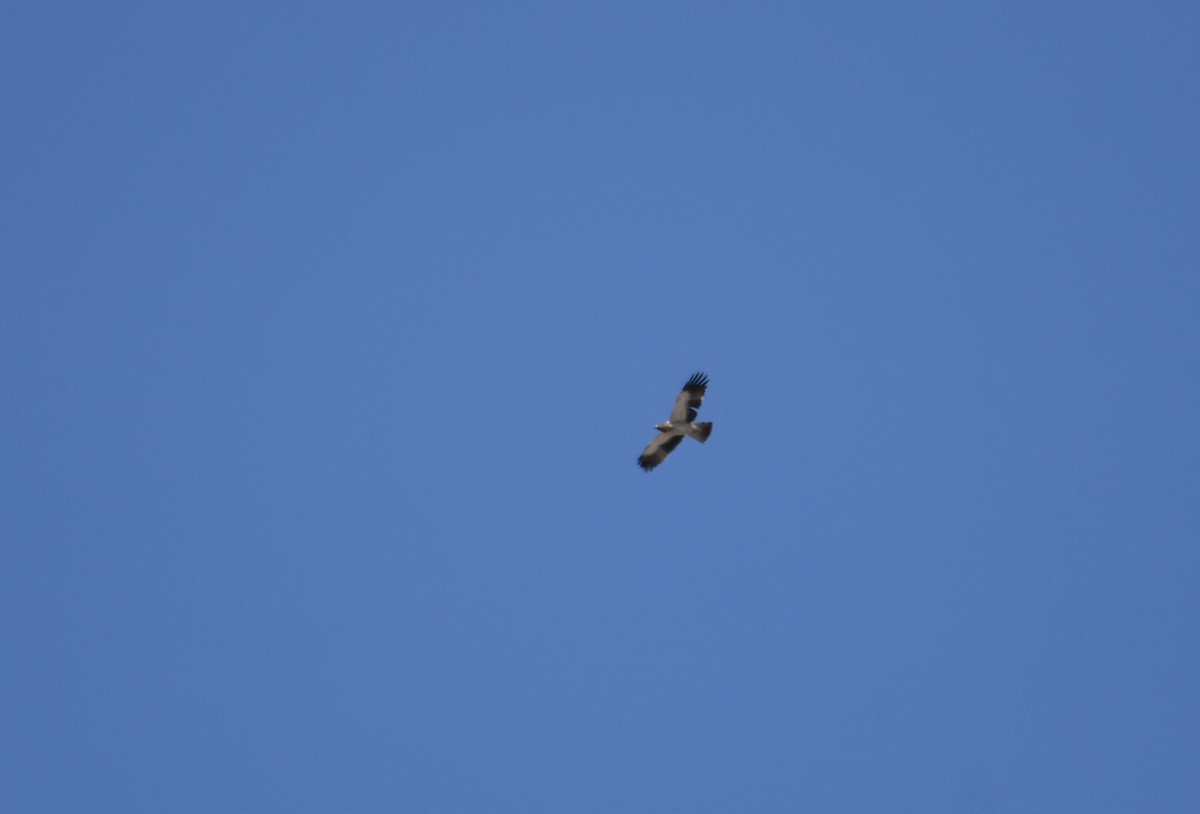 Booted Eagle - ML642114155