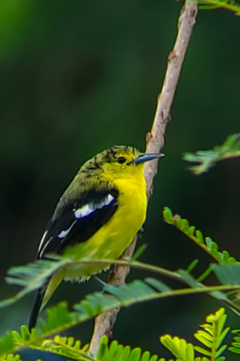 Common Iora - ML642114164