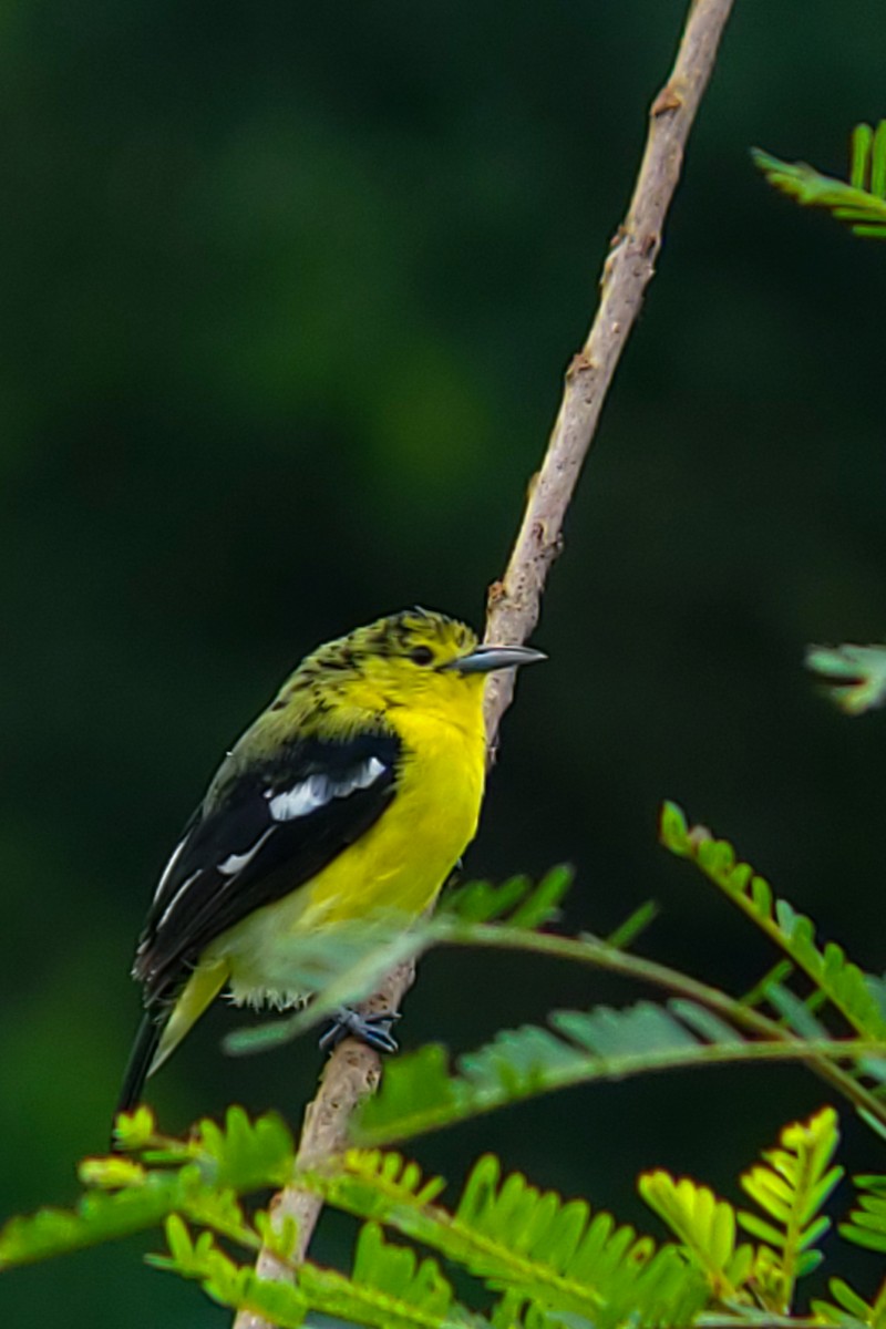 Common Iora - ML642114166