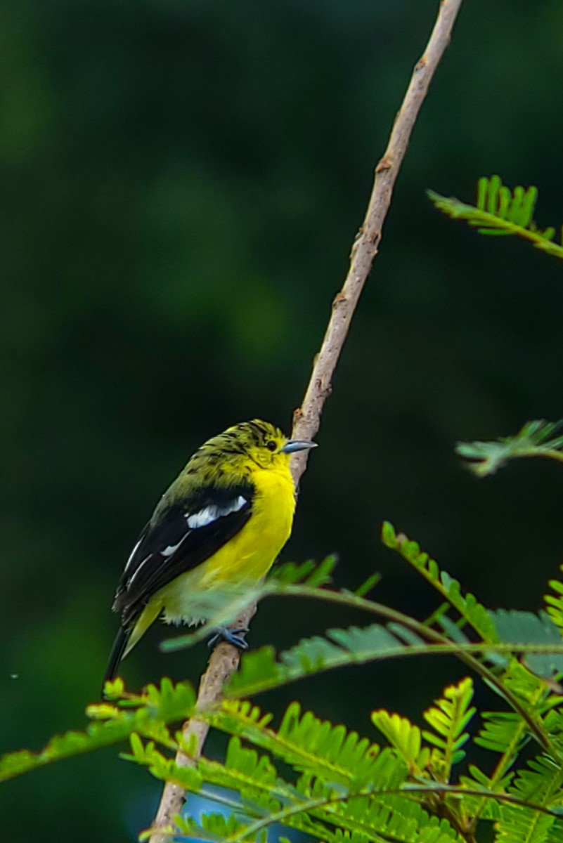 Common Iora - ML642114167