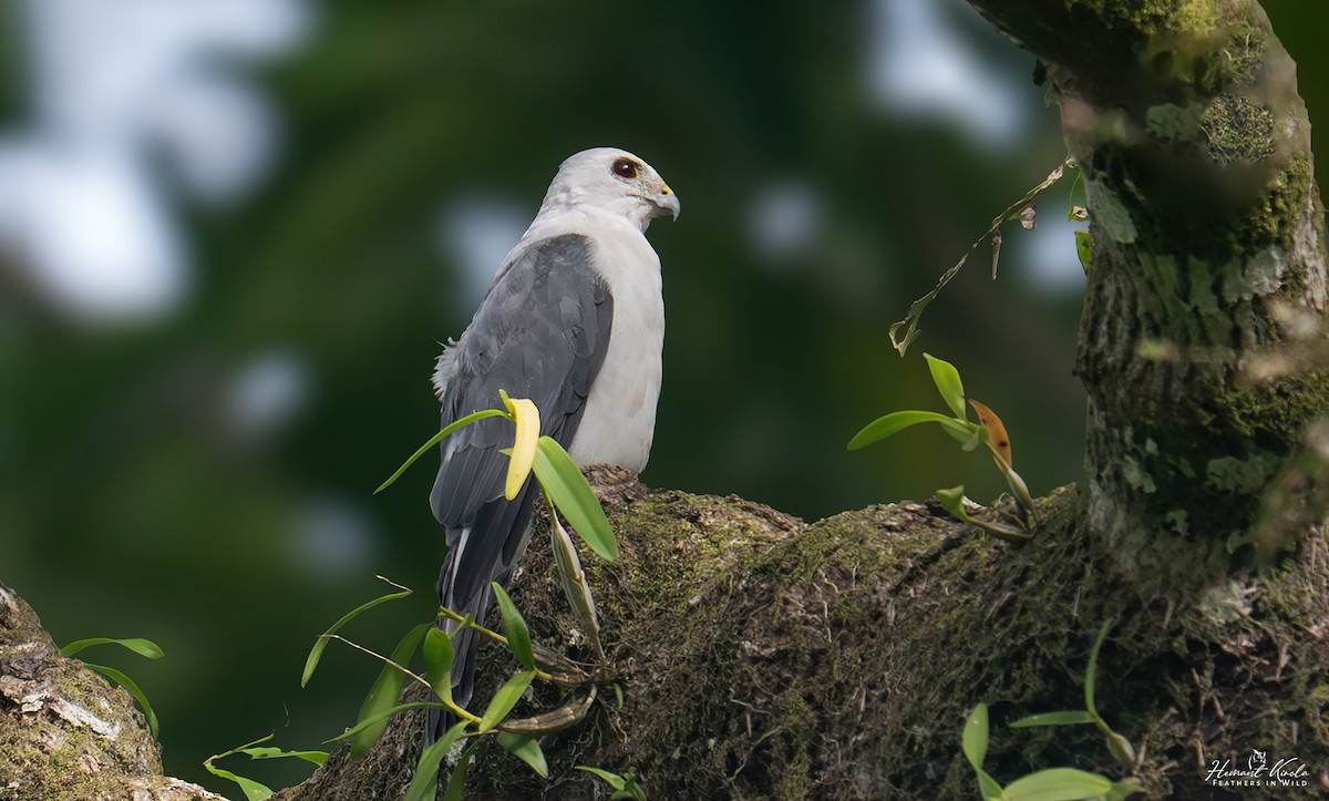 Nicobar Sparrowhawk - ML642114170