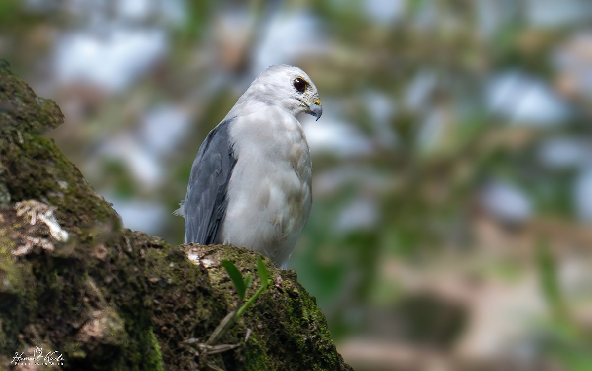 Nicobar Sparrowhawk - ML642114173