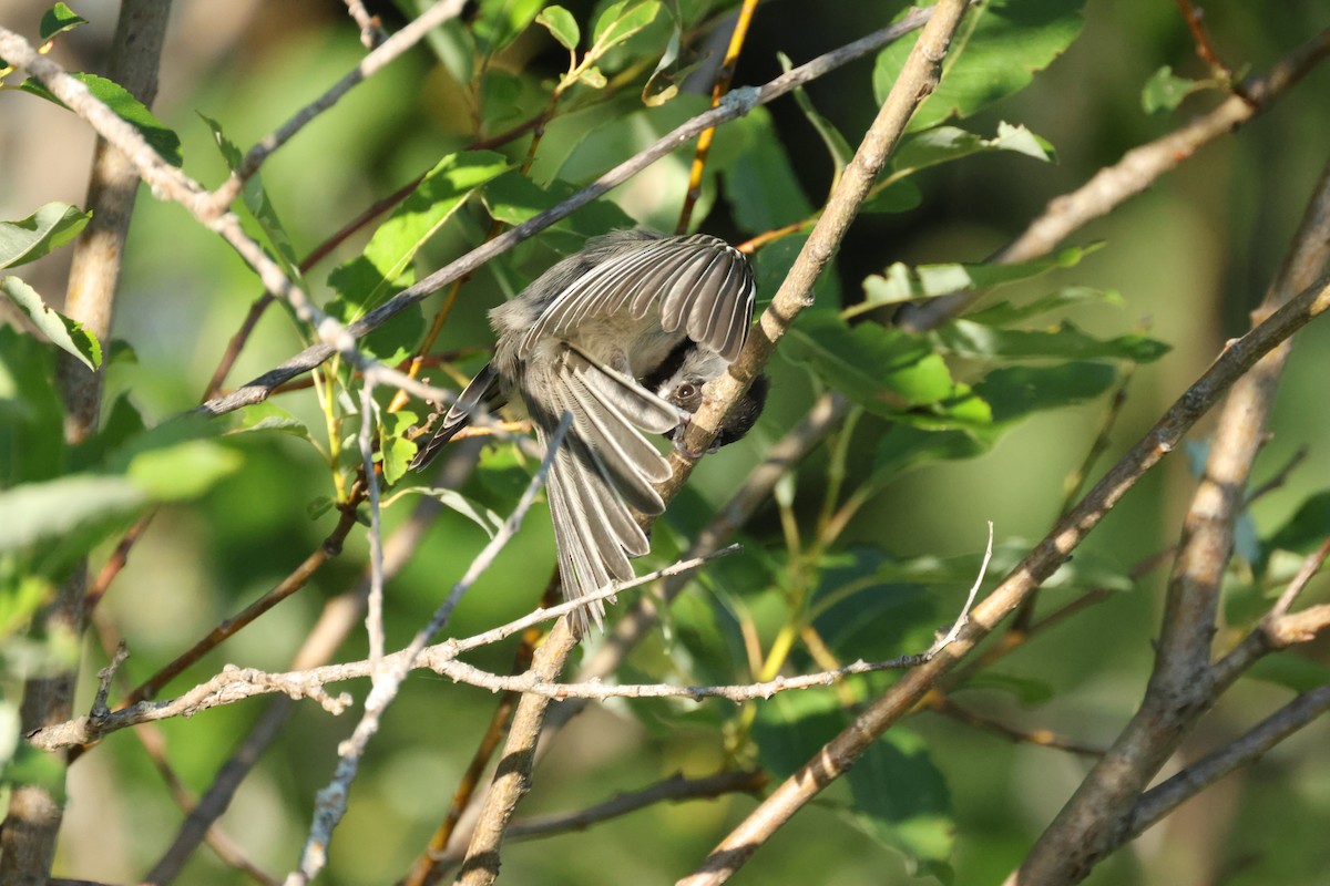 Black-capped Chickadee - ML642114175